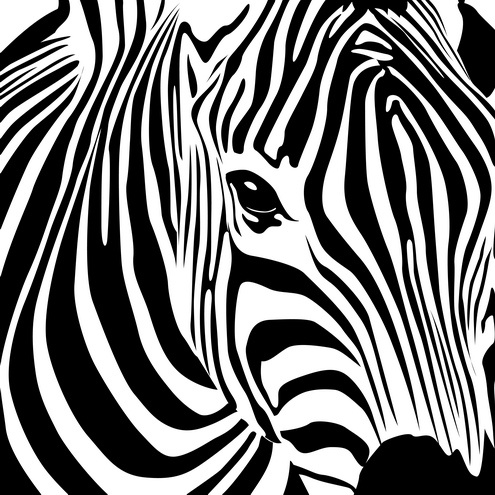 Rare Disease Day Life as a Zebra