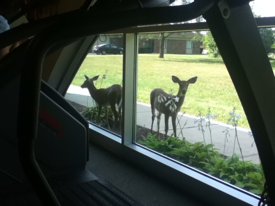 Two baby deer, munching on the hostas and watching the humans in the gym. One still had his spots...